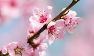 桃花茶怎么泡 桃花茶怎么泡才好喝