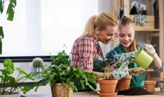 室内观叶植物的常见问题诊治 室内观叶植物特点形成原因