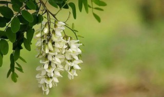 吃槐花都有哪些禁忌要注意 吃槐花忌什么