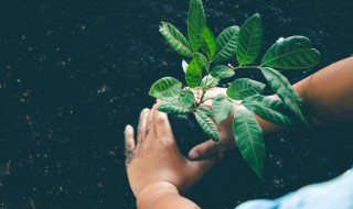 办公室摆放绿色植物的风水（办公室绿色植物的摆放与风水的关系）