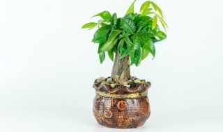 金边植物如何在金边保持叶子（植物 金边）