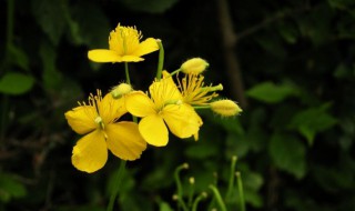 白屈菜属植物资料（白屈菜属植物资料大全）