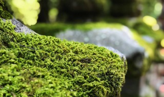 苔藓植物介绍 苔藓植物介绍图片