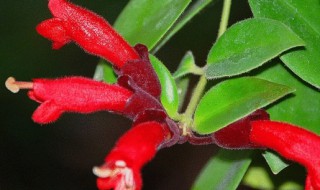 口红蜘蛛植物的花语是什么 “口红”
