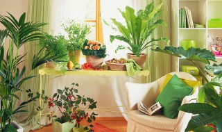 房间放什么植物对人体好 房间放什么植物对人体好大颗