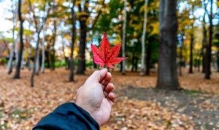 秋天应注意的养生知识 秋天需要注意的养生知识