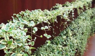 西方如何种植攀援植物防止墙面干燥
