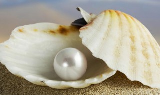 海水珍珠有哪些种类（海水珍珠有哪几种）