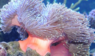 海葵能吃吗 赶海挖的海葵能吃吗