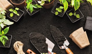 室内盆景植物中不可忽视的风水 室内盆景植物中不可忽视的风水是什么