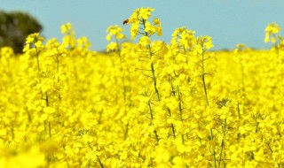 炒油菜花的家常做法窍门 炒油菜花的家常做法