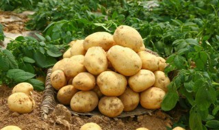 土豆碳水化合物含量 土豆碳水化合物含量100g