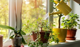 观音植物有毒吗（观音植物有毒吗会死吗）