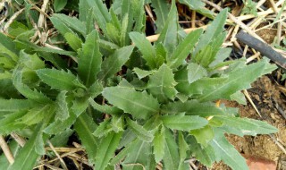 七七芽野菜吃法（七七芽野菜吃法还有忌讳）