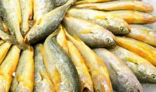 黄花鱼和黄鱼的区别 黄花鱼和黄鱼的区别哪个更好吃