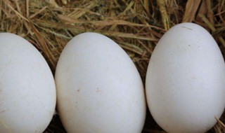 七个鹅蛋治什么病 鹅蛋可以治疗哪些病症