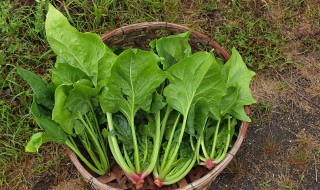 胡萝卜和菠菜能一起吃吗（胡萝卜和菠菜能一起吃么）