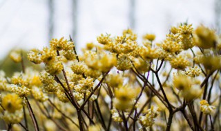 结香花花语 结香花的花语和传说中国园林网