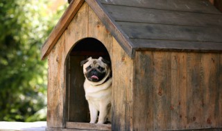 如何给幼犬断奶 怎样给狗宝宝断奶