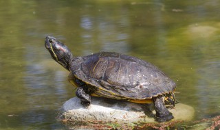 如何繁殖海龟 海龟是怎样繁殖后代的