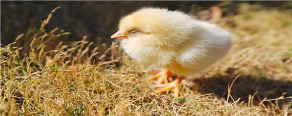 小鸡是怎么孵化出来的过程_养鸡人必看