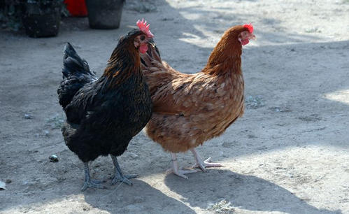 绿壳蛋鸡养殖技术及绿壳蛋鸡常见疾病防治技术
