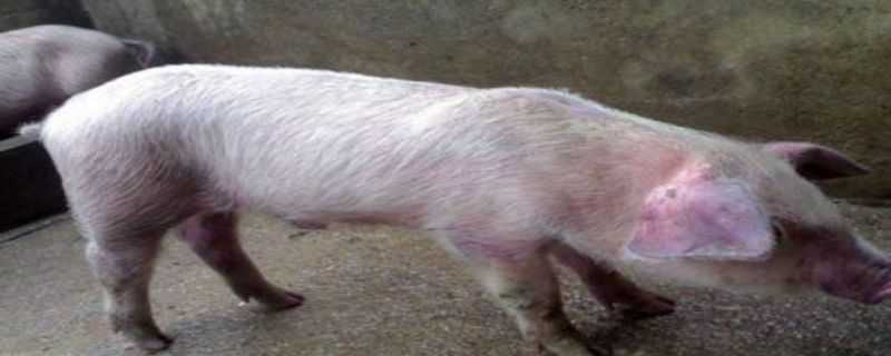 非洲猪瘟传播途径和防范