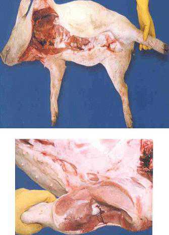 猪尸体解剖诊断方式检查猪病(图)