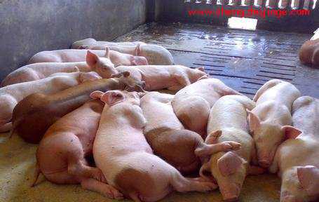 猪场如何有效预防高热综合征