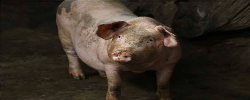 非洲猪瘟同场传染速度