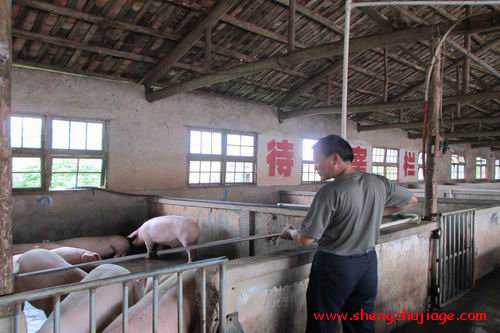 2014年抚州市开展生猪定点屠宰环节“瘦肉精”检测