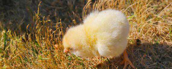 水床孵化小鸡1到21天温度怎么调节
