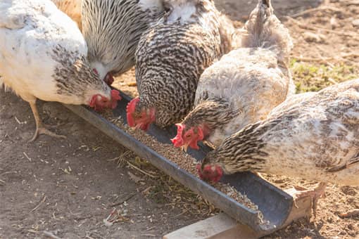2022年白羽肉鸡的养殖成本与利润分析！附养殖技术讲解