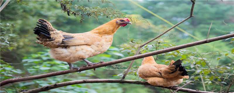 鸡的养殖技术和鸡病防治