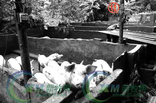 广西柳州市：养殖场被强拆 两百头猪暴雨中