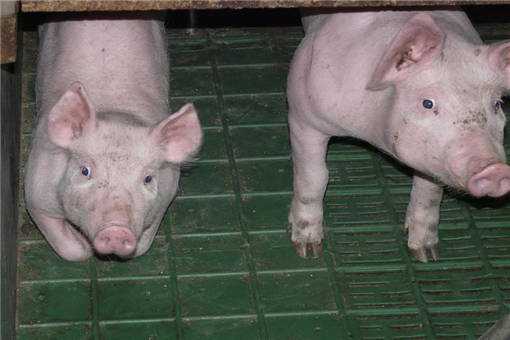 2020年养猪贷款有什么要求？能贷到所少钱？有哪些手续？