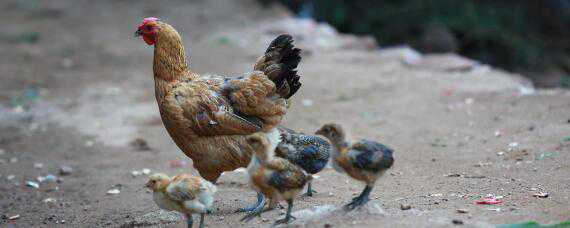 小鸡孵出来第一天吃什么