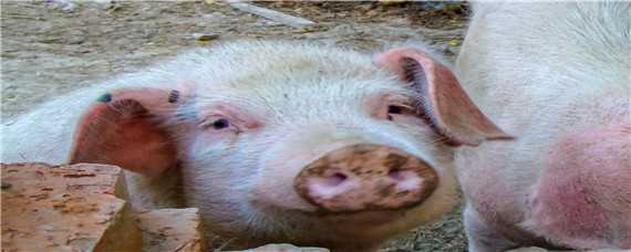 猪冬季腹泻预防与处理措施