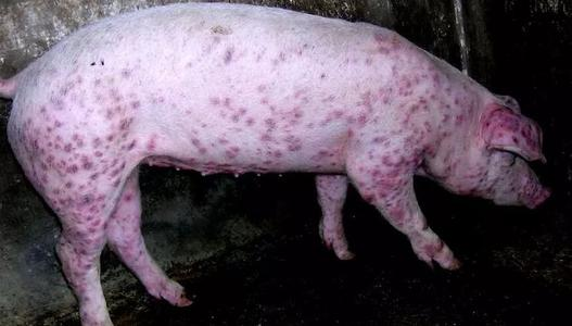 猪圆环病毒土方法治疗