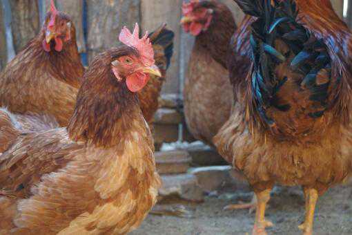 2021年养一千只鸡要多少黄粉虫？一斤黄粉虫养殖成本是多少？