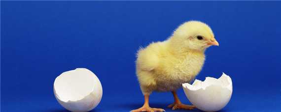 人工孵化的小鸡怎么给母鸡带