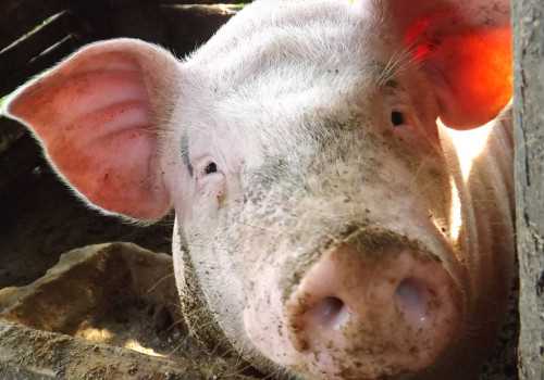 2021年养猪的市场前景如何？国家有什么补贴政策？