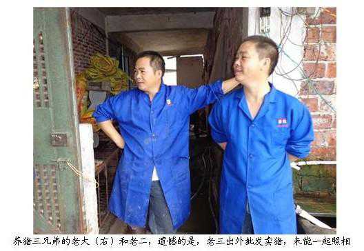 广东省清新县商塘三兄弟合伙养猪致富