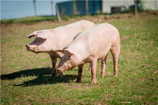 2021年11月份猪价预测：十一月猪价会涨价吗？附全国最新今日猪价！