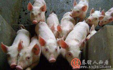 猪价平稳调整 后期生猪的供应量或增加