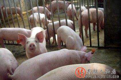 目前各省猪价平稳 9月份猪价行情预测