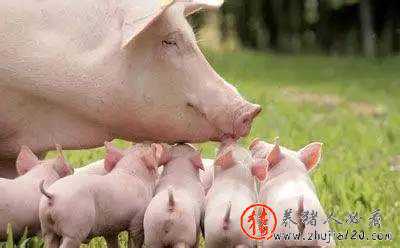 存栏连创新低环保持续收紧 ，8月猪价上涨有理。