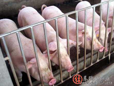 从供需和生产成本方面来看，猪价继续上涨的阻力增加