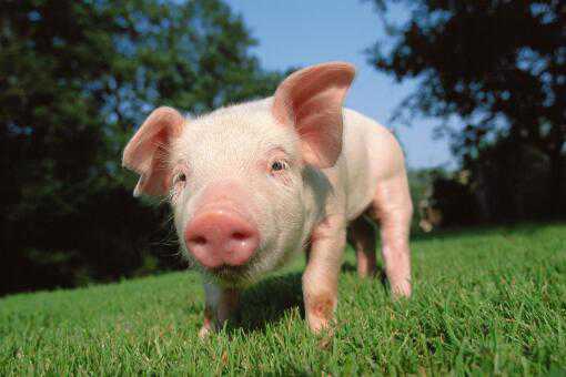 2020年养猪需要注意哪些问题？附农业农村部专家建议！