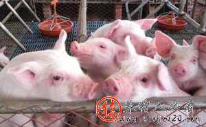 猪价快速上涨 养猪利润增加 10月前猪价是什么情况